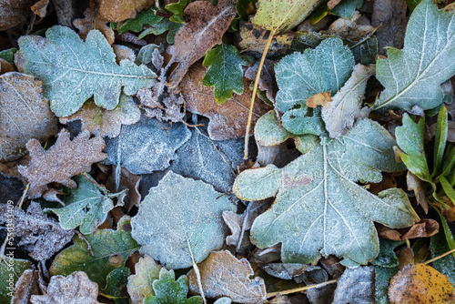 Multicolored fallen leaves in hoarfrost  frosty autumn morning. Flatley. Copy space. 