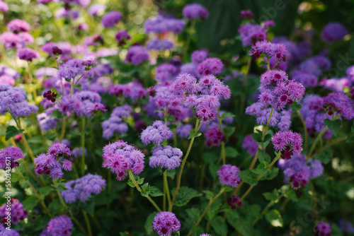 Ageratum flowers in the garden in summer © Sunshine