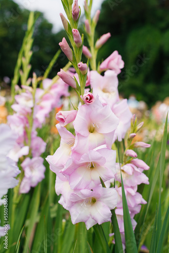 Fotografie Flowers are pale pink gladioli in the summer in the garden