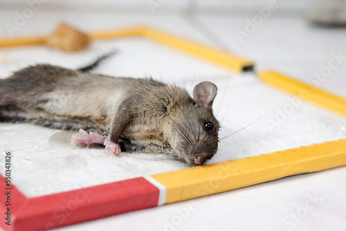 Mouse rat or mice trapped on mousetrap glue. That animal gets stuck on trapper or adhesive sticky glue spread over cardboard. It cannot to escaped.