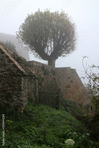 Limetree - La Madeleine Castle - Chevreuse - Yvelines - Ile-de-France - France photo