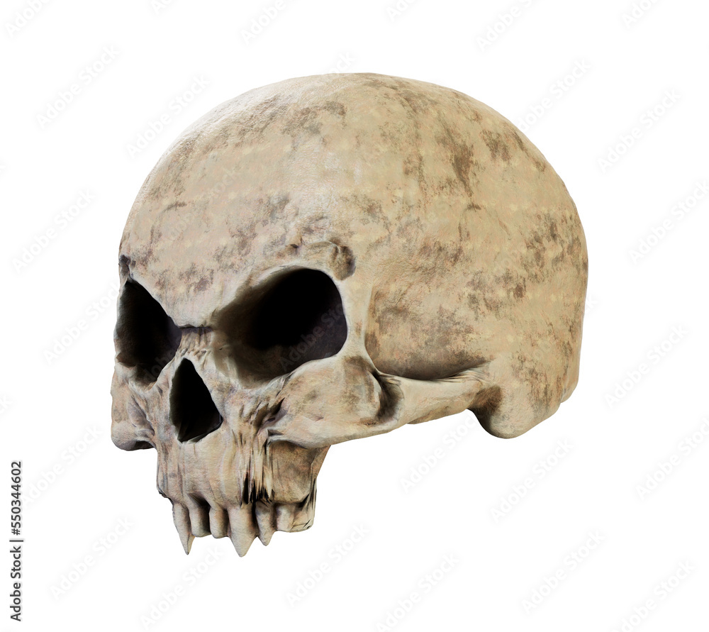 The vampire skull isolated 3d render The vampire skull isolated 3d render