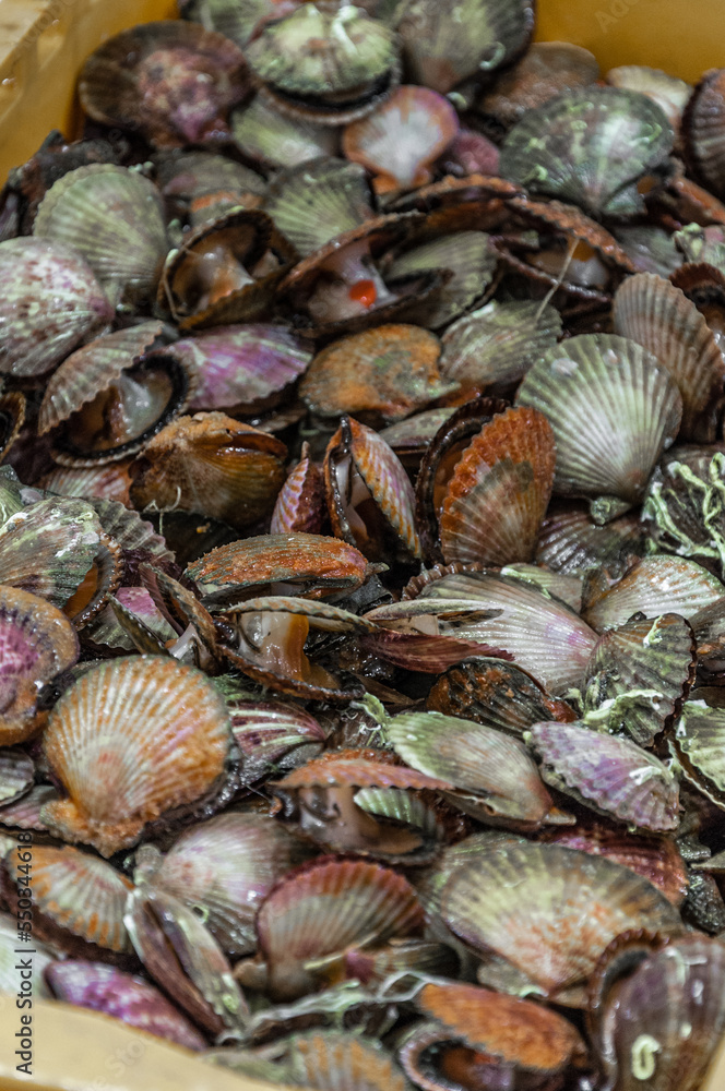Freshly caught shells in a plastic container on the market.