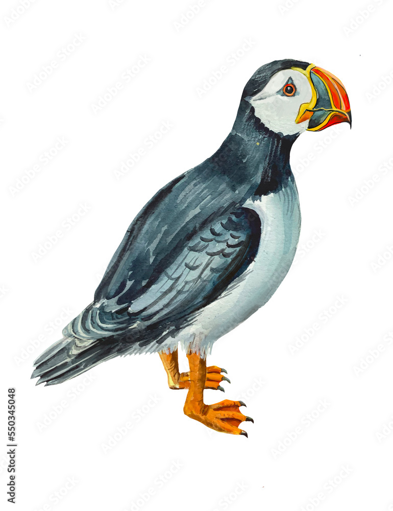 puffin bird isolated on white background,arctica bird puffin bird isolated on white background,arctica bird