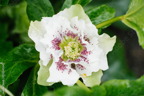 Beautiful white pink flower of Hellebore Oriental Double Ellen White Spotted photo