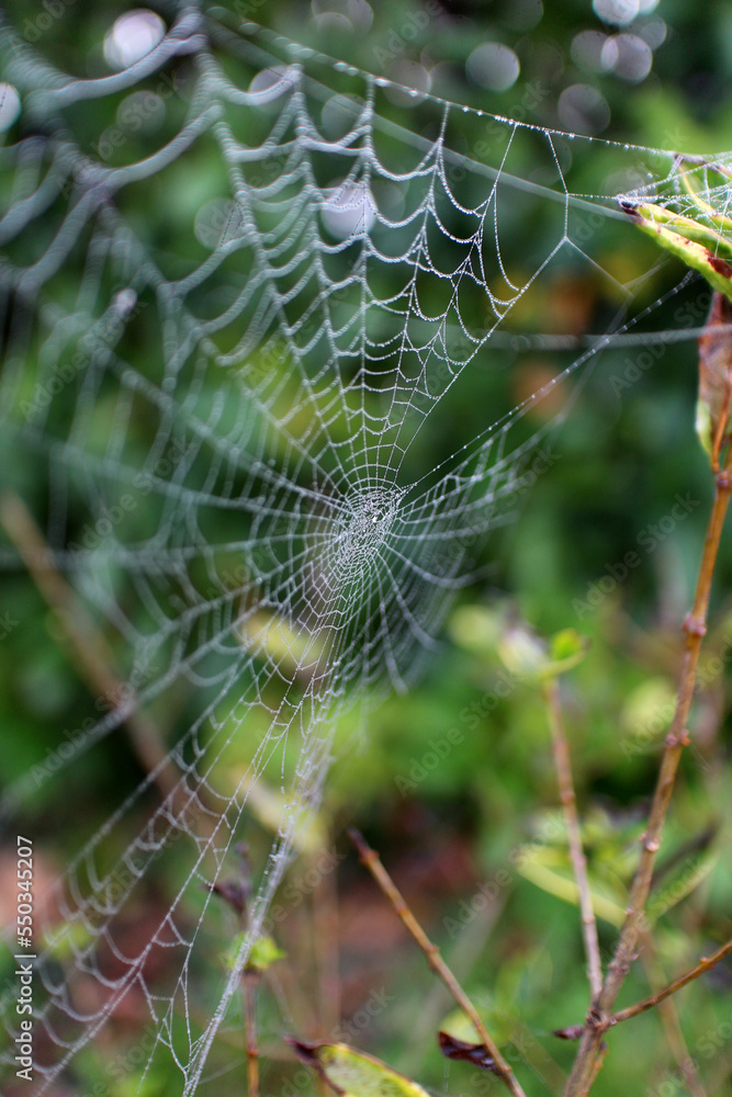 Spider web with mist droplets