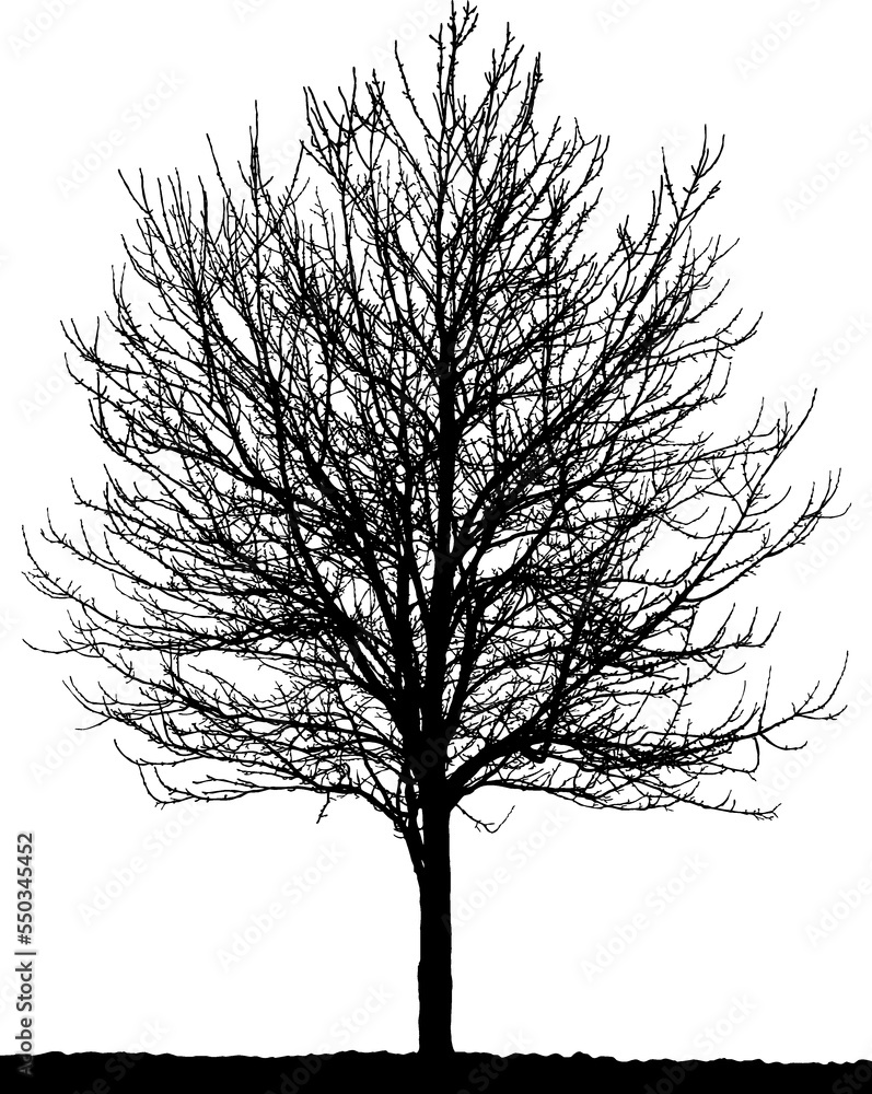 Black vector image of a silhouette of a young tree in winter, isolated on a white background. Black vector image of a silhouette of a young tree in winter, isolated on a white background.