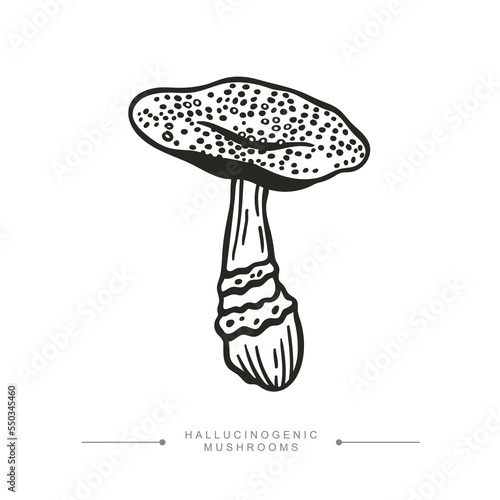 A stylized image of a psilocybin mushroom. Black and white drawing of a hallucinogenic mushroom. Vector illustration 