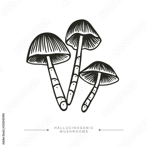 A group of three toxic magical hallucinogenic mushrooms. Black and white drawing of psilocybin mushrooms. Vector illustration