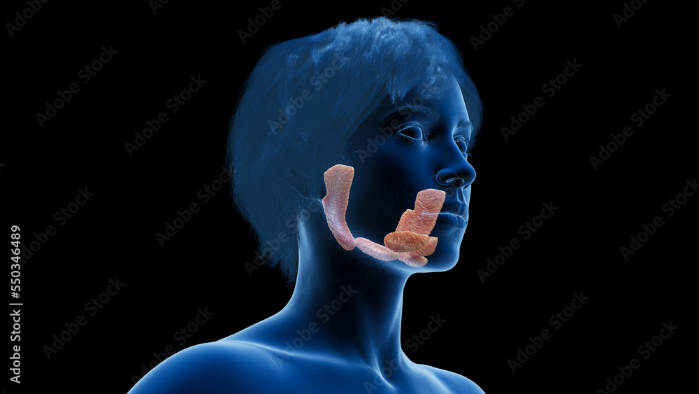 3d rendered medical illustration of a woman's salivary glands 3d rendered medical illustration of a woman's salivary glands