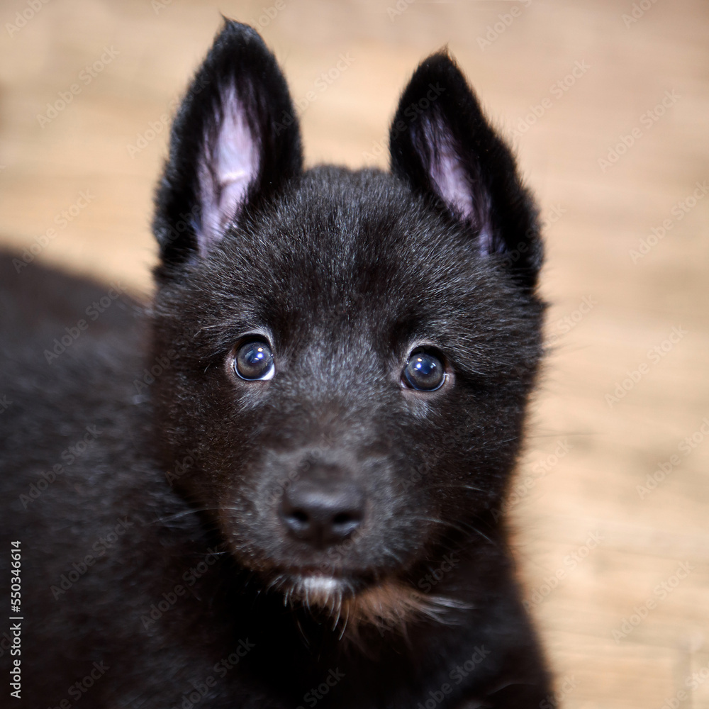 Cute puppy of black and white color. The dog is a child of the northern husky. Cute puppy of black and white color. The dog is a child of the northern husky.