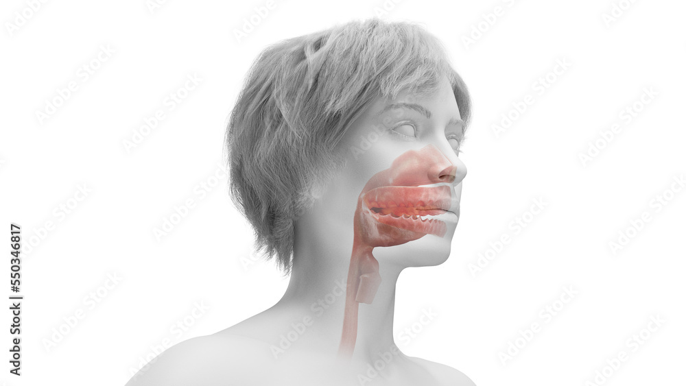 3d rendered medical illustration of a woman's mouth and upper airway. 3d rendered medical illustration of a woman's mouth and upper airway.