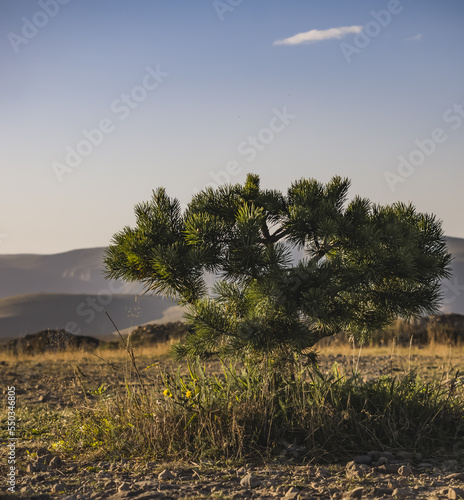 Coniferous shrub of a young pine tree with bright green needles on the branches at sunset lighting in the evening, in autumn a green plant against the backdrop of hills and a blue sky