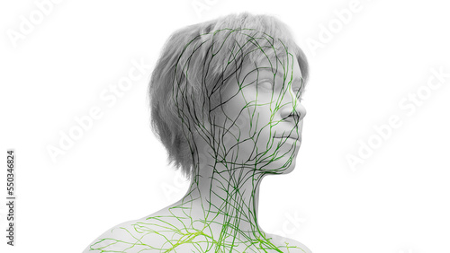 3d rendered medical illustration of the lymphatic system of a woman's face and neck.