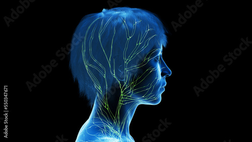 3d rendered medical illustration of a woman's lymphatic system. photo