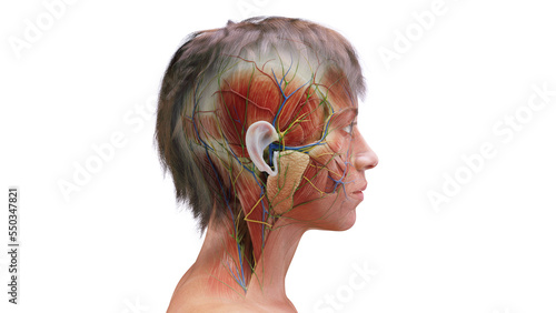 3d rendered medical illustration of muscles of a woman's head photo