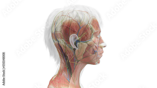 3d rendered medical illustration of head and neck muscles photo