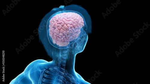 3d rendered medical illustration of the brain