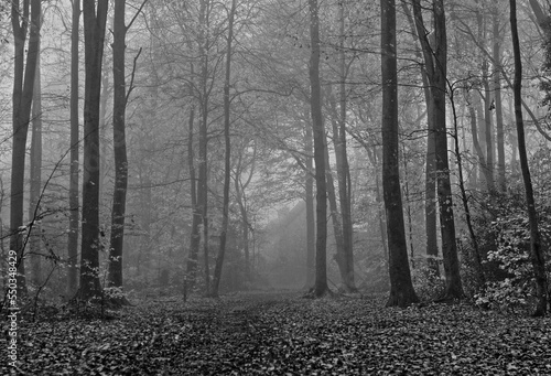 Frithwood Woods Foggy Morning Autumn
