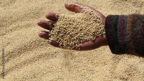 Hand pours raw quinoa seeds or grains into bottom of quinoa, freshly washed quinoa, sun dried quinoa. Quinoa production. Andean indigenous hand. photo