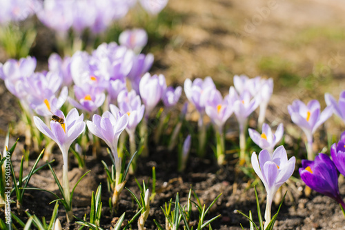 Beautiful lilac spring crocuses in the garden © Sunshine