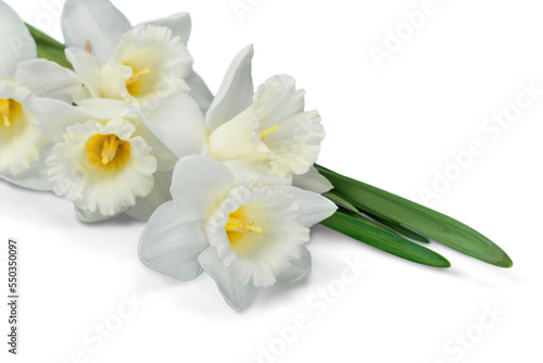 Fototapeta Naklejka Na Ścianę i Meble -  White Narcissus Isolated