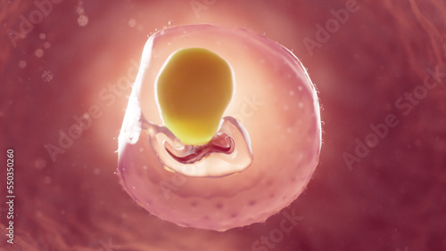 3d rendered medical illustration of an embryo at 2 weeks of gestation photo