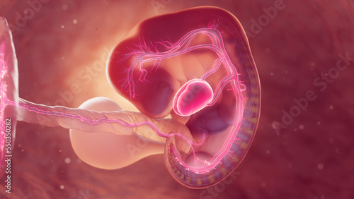 Obraz na płótnie 3d rendered medical illustration of cardiovascular system of 6 week old embryo