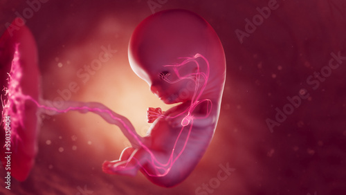 Photographie 3d rendered medical illustration of cardiovascular system of a fetus