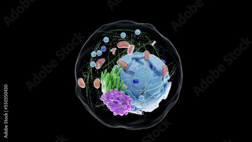 3d rendered medical illustration of the human cell photo