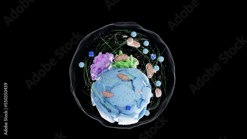 3d rendered medical illustration of the human cell photo