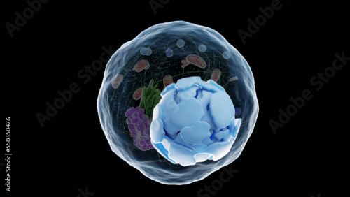 3d rendered medical illustration of endoplasmic reticulum photo