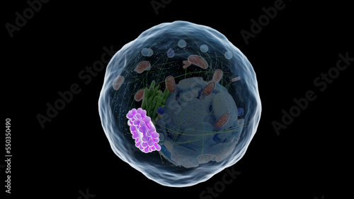 3d rendered medical illustration of Golgi apparatus photo