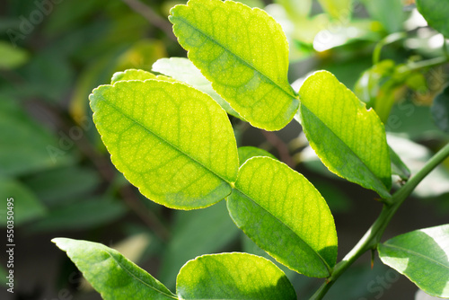 Kaffir lime leaves or makrut lime leaves, Citrus hystrix, the staple ingredient in Thai cuisine,  Among the benefits of kaffir lime leaves are to kill disease-causing bacteria, maintain healthy photo