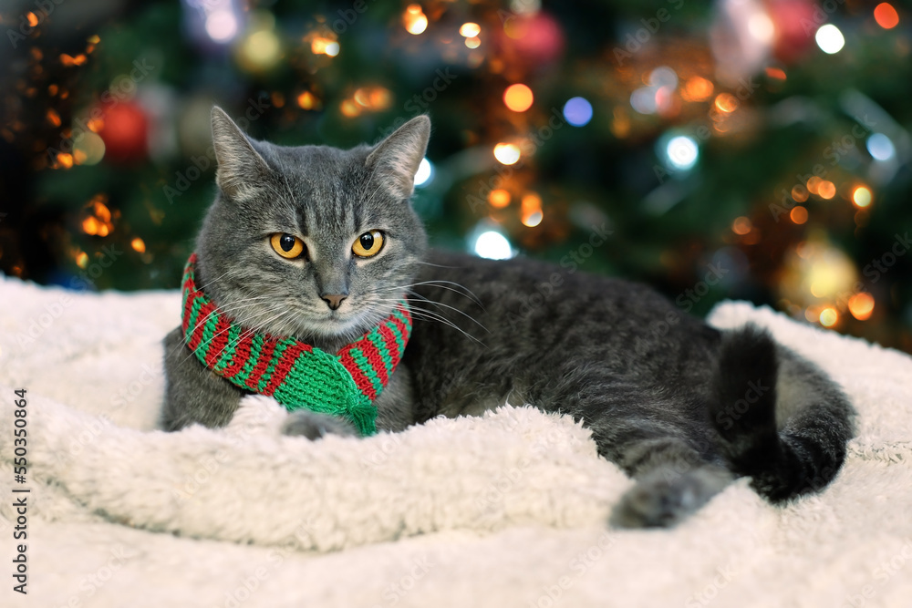 Cat in knitted scarf lying against decorated Christmas tree, abstract blurred background. Relaxed cute Cat. pet care, rest and comfort concept. Christmas, New Year holidays. festive winter season Cat in knitted scarf lying against decorated Christmas tree, abstract blurred background. Relaxed cute Cat. pet care, rest and comfort concept. Christmas, New Year holidays. festive winter season