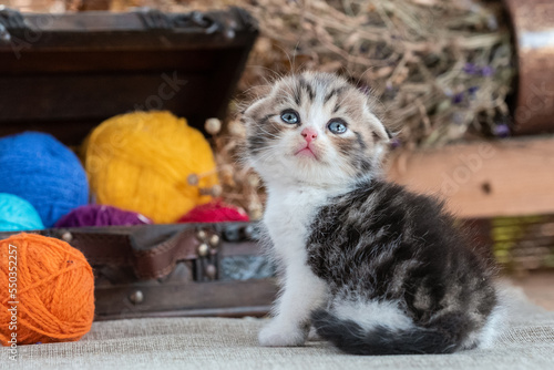 scottish fold tabby kitten near decorative dower chest with multicolored balls of wool on a rustic background photo