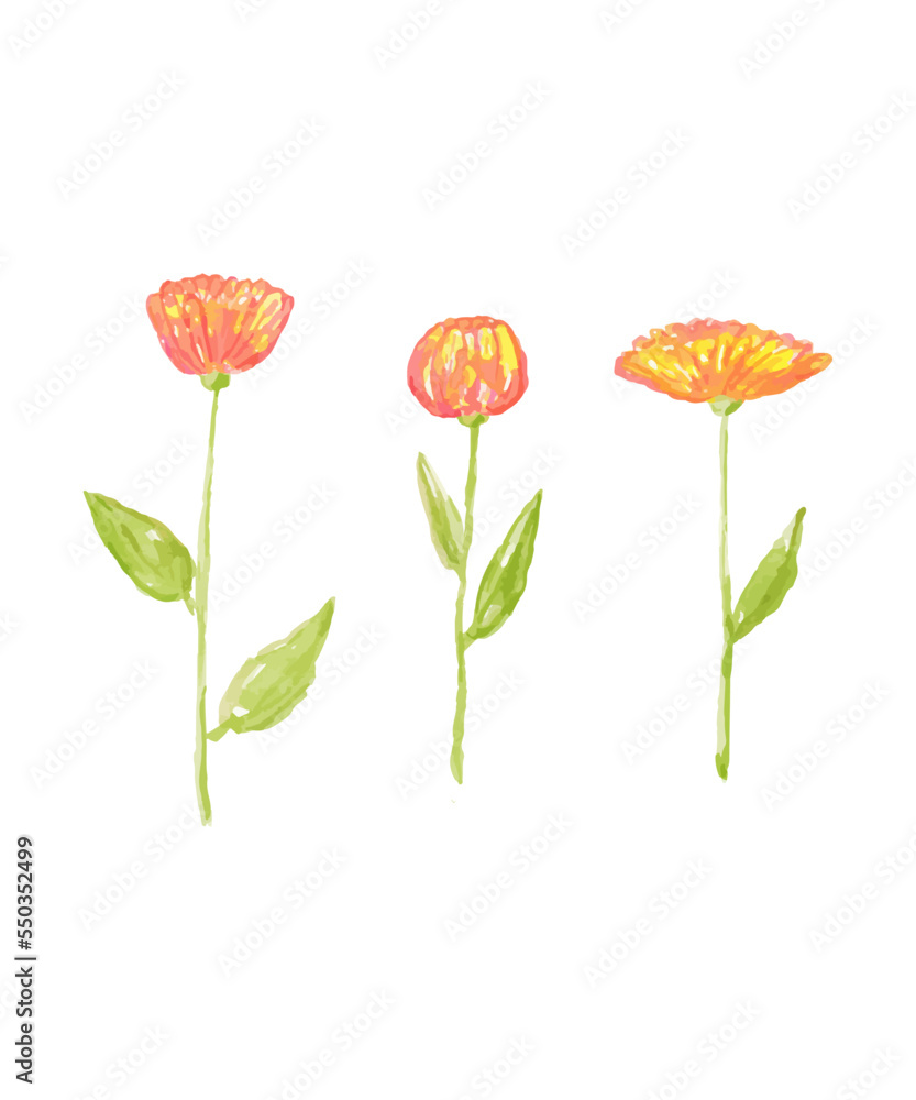 Obraz premium Orange flowers of marigold. floral decorative element.