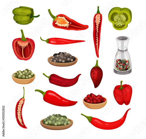 Set of hot and sweet pepper. Green and red jalapeno, chili, paprika peppers and seeds. Fresh and dried spicy vegetables vector