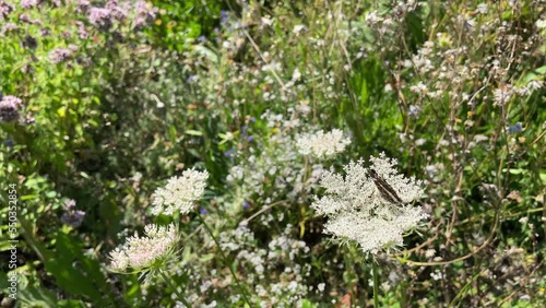 Map butterfly (Araschnia levana) sitting on a white flower in Zurich, Switzerland photo