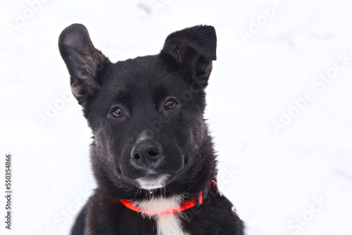 black puppy dog closeup portrait isolated on white