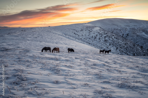 Amazing winter landscape with a herd of horses and beautiful clouds over the snowy mountain slopes of Balkan Mountains at sunrise.