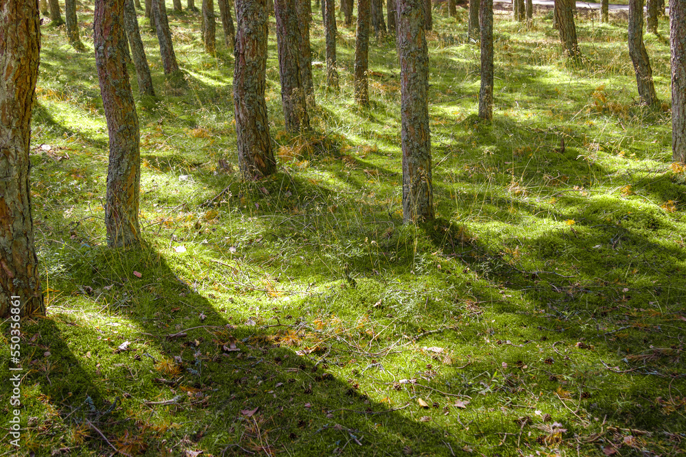 Dancing forest is sight of Curonian Spit national park in Kaliningrad region, Russia. Trunks of beautiful old conifer trees, land covered moss and grass. Forest landscape, beauty in nature Dancing forest is sight of Curonian Spit national park in Kaliningrad region, Russia. Trunks of beautiful old conifer trees, land covered moss and grass. Forest landscape, beauty in nature