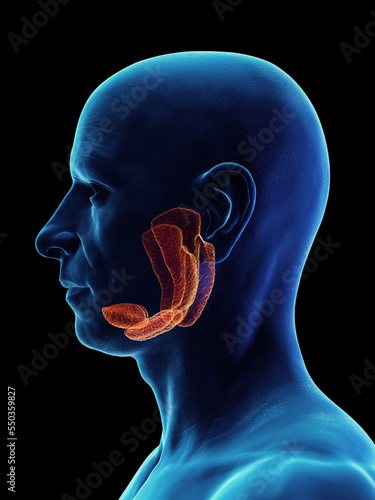 3d rendered medical illustration of a man's salivary gland. photo