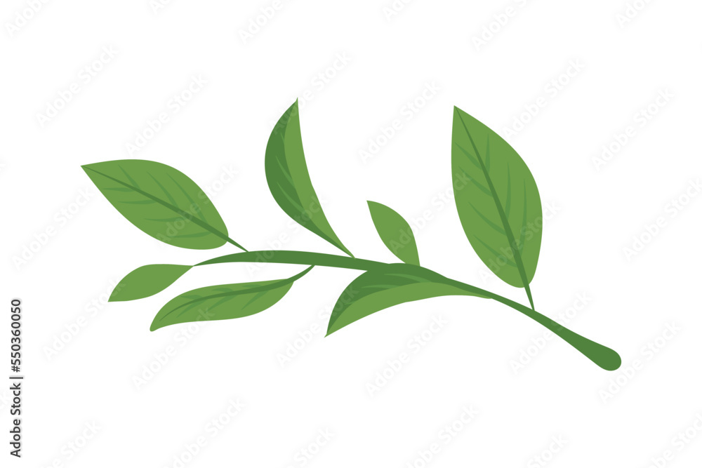 matcha branch leaves
