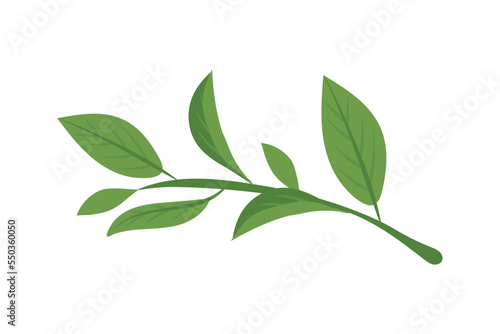 matcha branch leaves