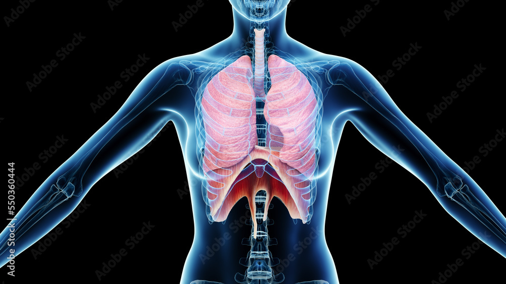 3d rendered medical illustration of a woman's respiratory system - obrazy, fototapety, plakaty 