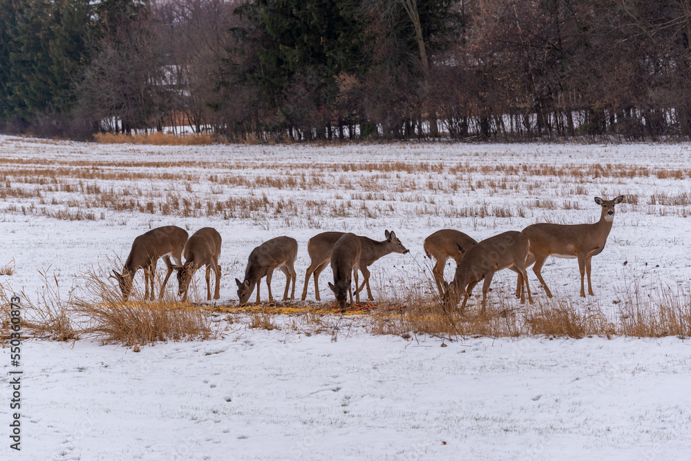 Urban White-tailed Deer Feeding In The Snow In December