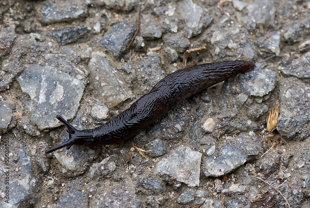slug snail without shell with antennae slug snail without shell with antennae