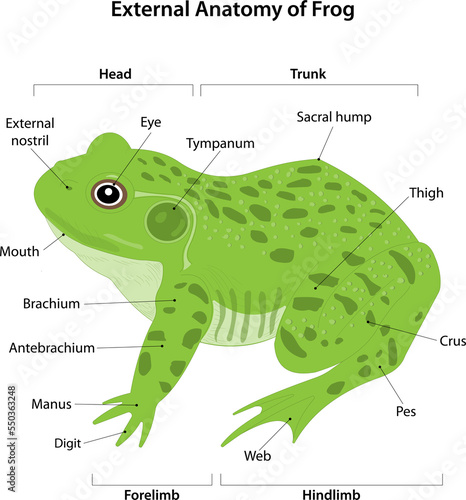 Cuadro en lienzo External anatomy of Frog