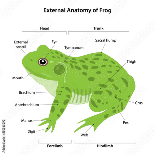 External anatomy of Frog